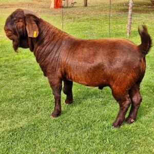 Kalahari Red Goats for Sale