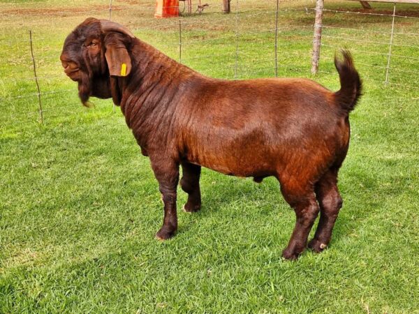 Kalahari Red Goats for Sale