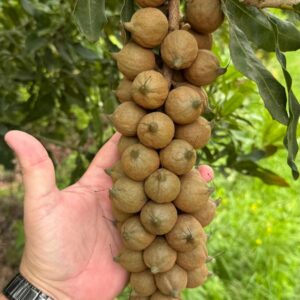 Macadamia Nuts for Sale