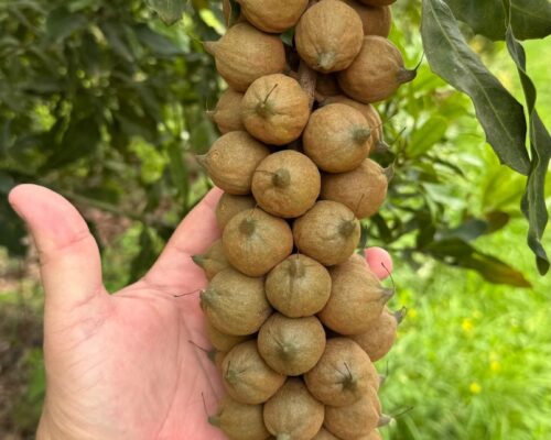 Macadamia Nuts for Sale, Brazil Macadamia Nuts Exporters, Exportateurs de noix de macadamia du Brésil, Exportadores de macadâmia do Brasil, 巴西夏威夷果出口商, Exportadores de nuez de macadamia de Brasil, مصدرو مكاديميا من البرازيل