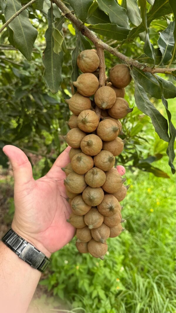 Macadamia Nuts for Sale