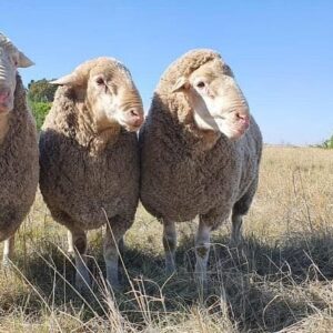 Merino Sheep for Sale