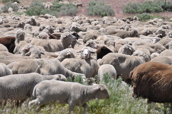 Merino Sheep for Sale