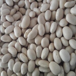 Non GMO White Kidney Beans