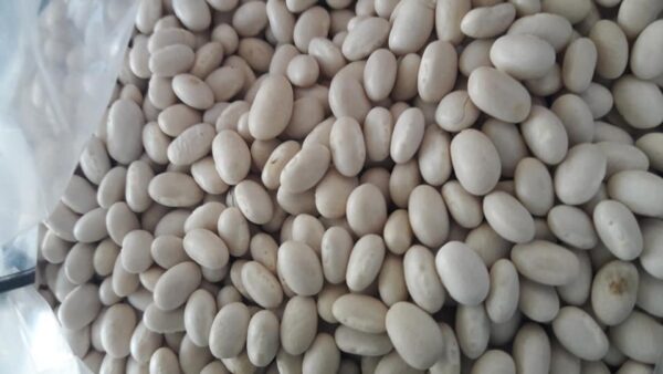 Non GMO White Kidney Beans