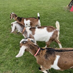 Nubian Goats for Sale
