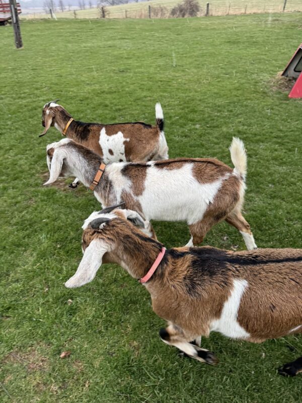 Nubian Goats for Sale