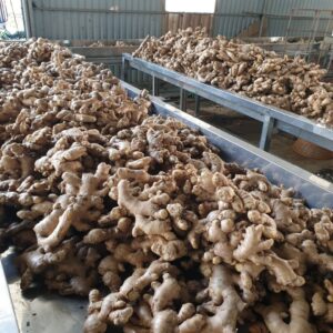 Organic Ginger for Sale