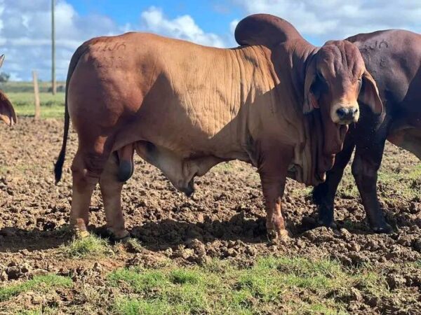 Red Brahman Calves Heifers Bulls