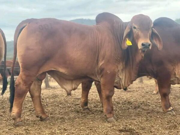 Red Brahman Calves Heifers Bulls