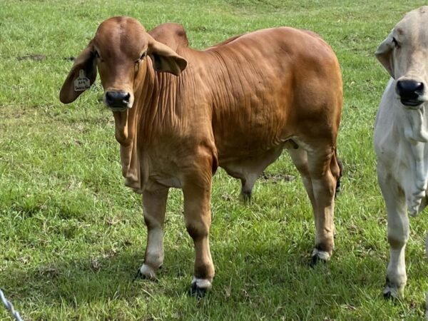 Red Brahman Calves Heifers Bulls