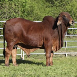 Red Brahman Calves Heifers Bulls