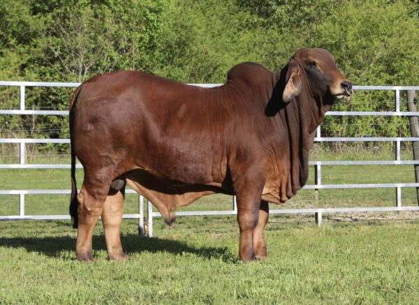 Red Brahman Calves Heifers Bulls