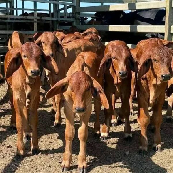 Red Brahman Calves Heifers Bulls