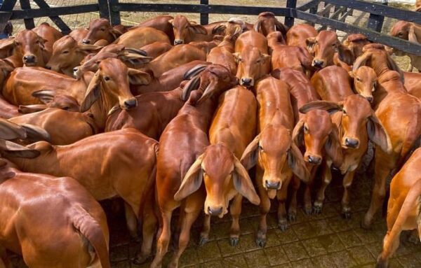 Red Brahman Calves Heifers Bulls