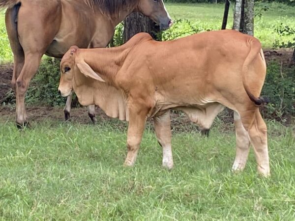 Red Brahman Calves Heifers Bulls