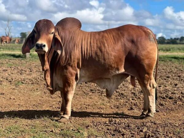 Red Brahman Calves Heifers Bulls