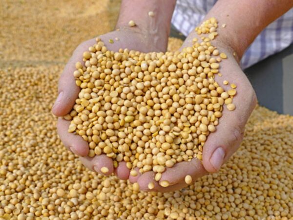 Refine Soya Beans Oil