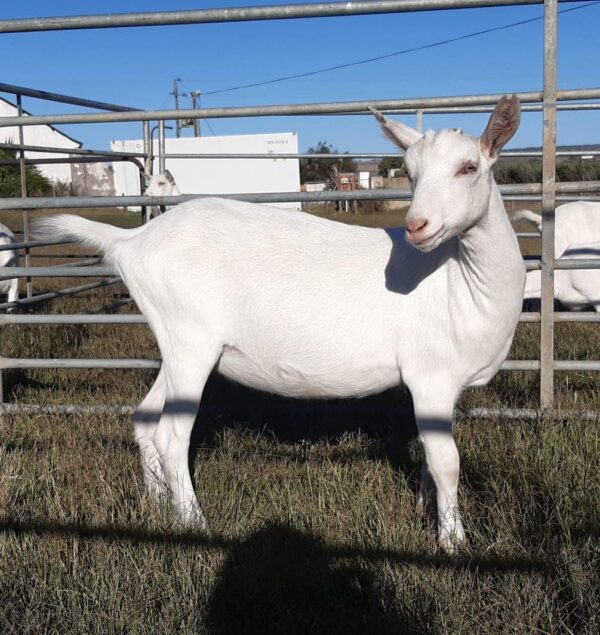 Saanen Goats for Sale