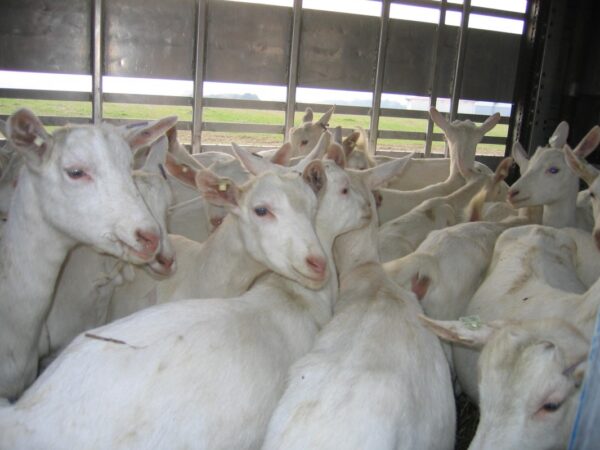Saanen Goats for Sale