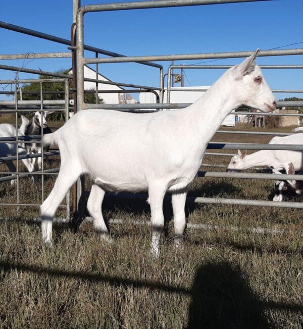 Saanen Goats for Sale