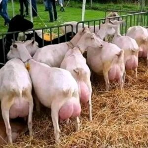 Saanen Goats for Sale