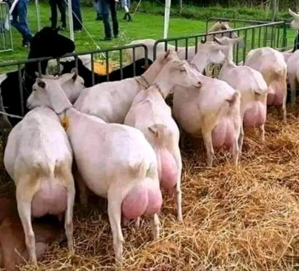 Saanen Goats for Sale