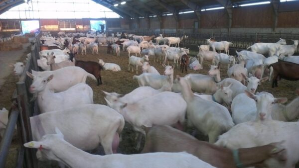 Saanen Goats for Sale