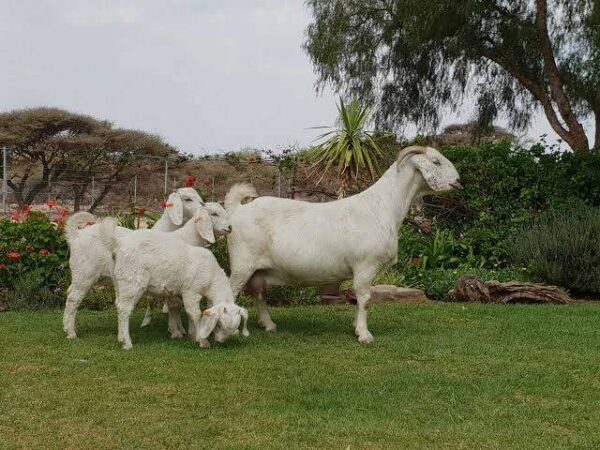 Savannah Goats for Sale