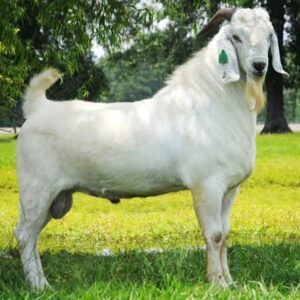 Savannah Goats for Sale