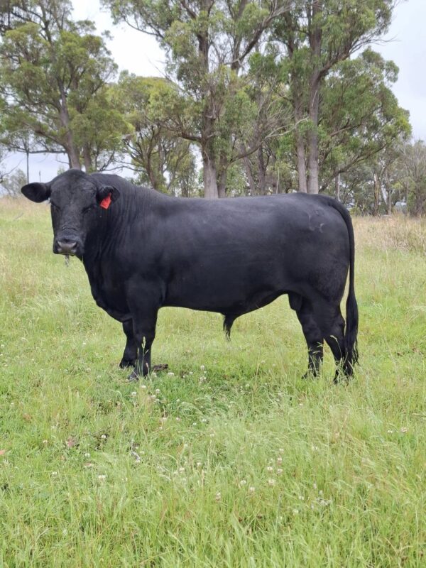 Simmental Calves Heifers Bulls