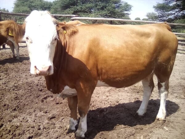 Simmental Calves Heifers Bulls