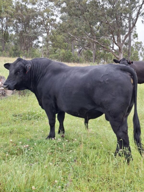 Simmental Calves Heifers Bulls