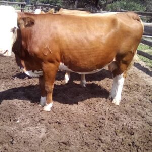 Simmental Calves Heifers Bulls