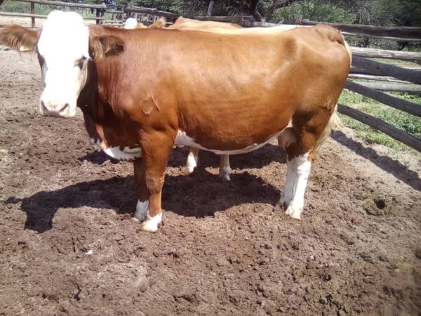 Simmental Calves Heifers Bulls