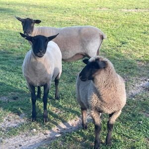 Suffolk Sheep for Sale