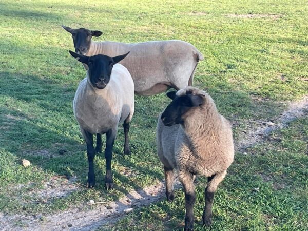 Suffolk Sheep for Sale