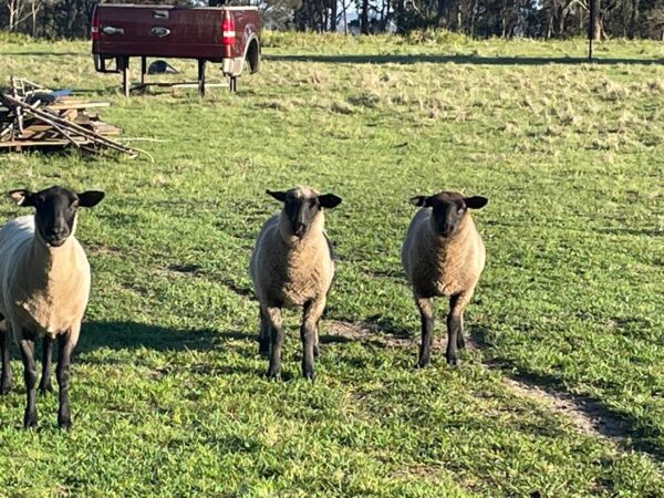 Suffolk Sheep for Sale