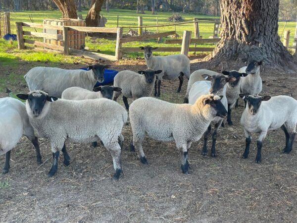 Suffolk Sheep for Sale