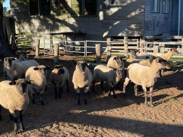 Suffolk Sheep for Sale