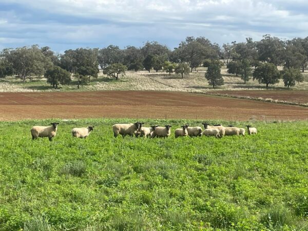 Suffolk Sheep for Sale