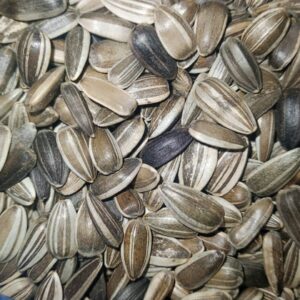 Sunflower Seeds for Sale