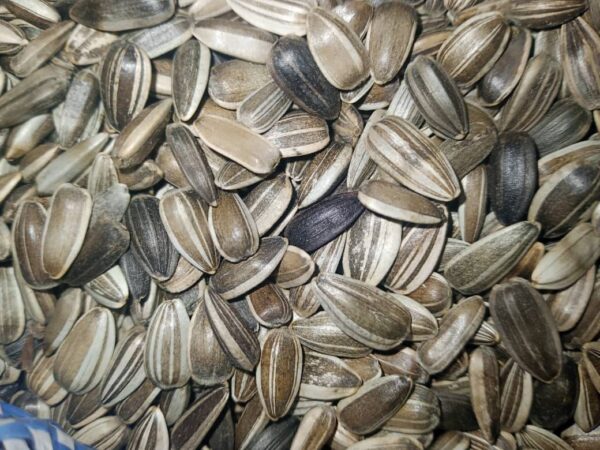 Sunflower Seeds for Sale