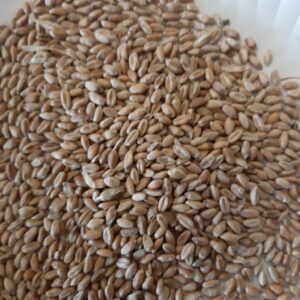Wheat for Sale