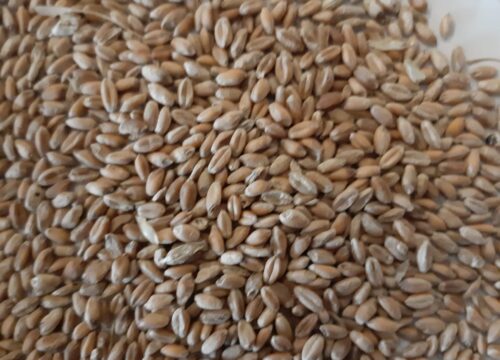 Wheat for Sale, Brazil Wheat Exporters, Exportateurs de blé du Brésil, Exportadores de trigo do Brasil, 巴西小麦出口商, Exportadores de trigo de Brasil, مصدرو القمح من البرازيل