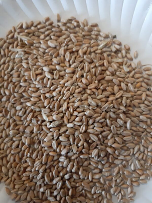 Wheat for Sale