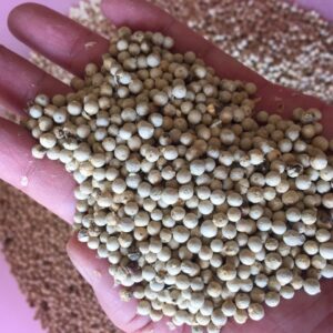 White Pepper for Sale