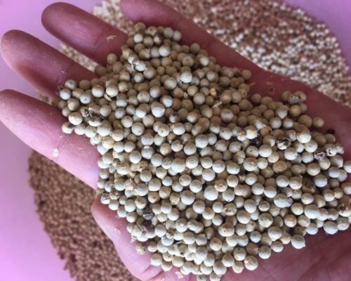 White Pepper for Sale, Brazil White Pepper Exporters, Exportateurs de poivre blanc du Brésil, Exportadores de pimenta branca do Brasil, 巴西白胡椒出口商, Exportadores de pimienta blanca de Brasil, مصدرو الفلفل الأبيض من البرازيل