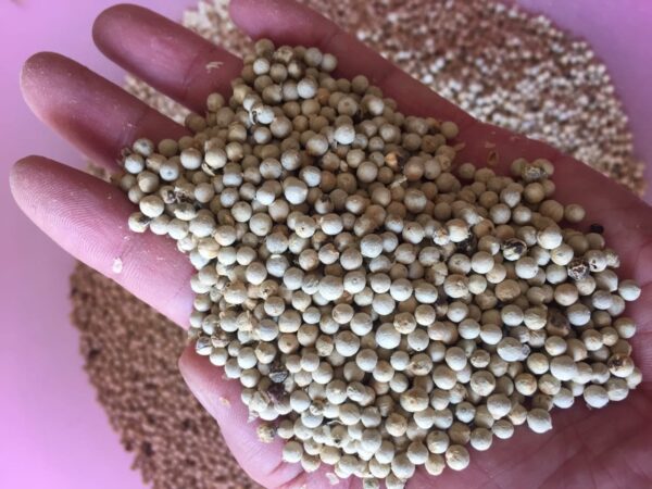 White Pepper for Sale