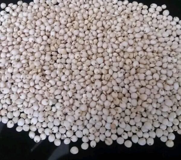 White and Red Sorghum